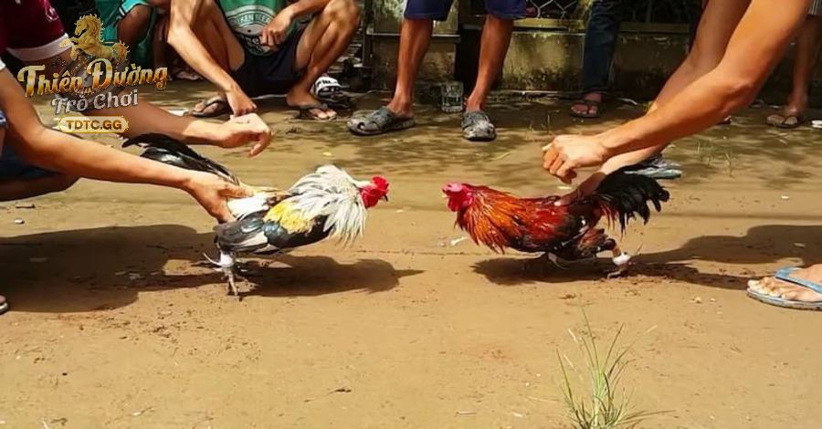 Chiến kê được lựa chọn khắc khe 